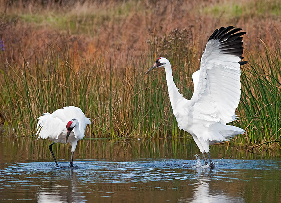 Grus americana  WHOOPING CRANE 8018929z