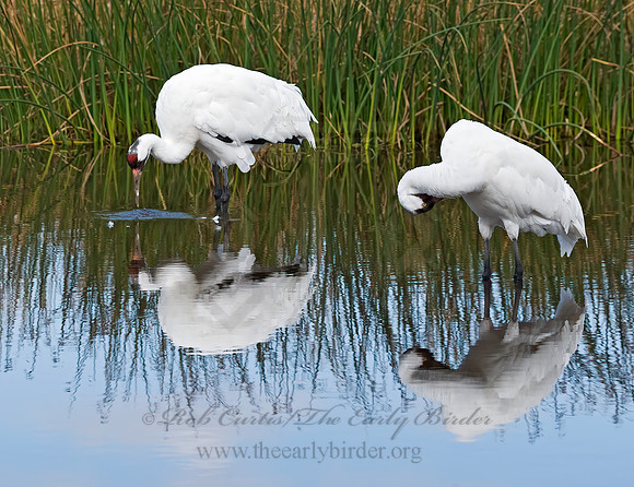 Grus americana  WHOOPING CRANE 8018938z