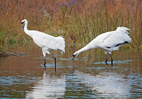 Grus americana  WHOOPING CRANE 8018931z