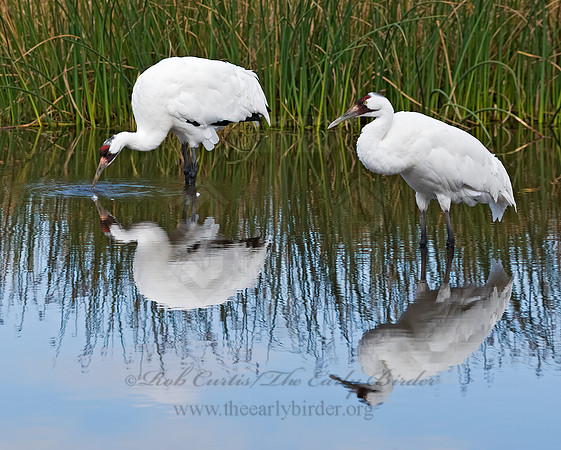 Grus americana  WHOOPING CRANE 8018940z