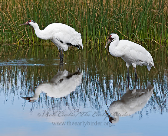 Grus americana  WHOOPING CRANE 8018942z