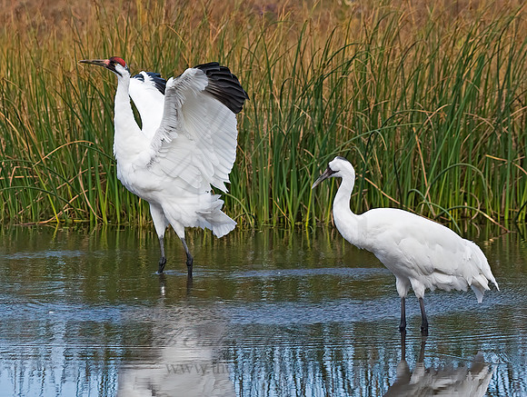 Grus americana  WHOOPING CRANE 8018943z