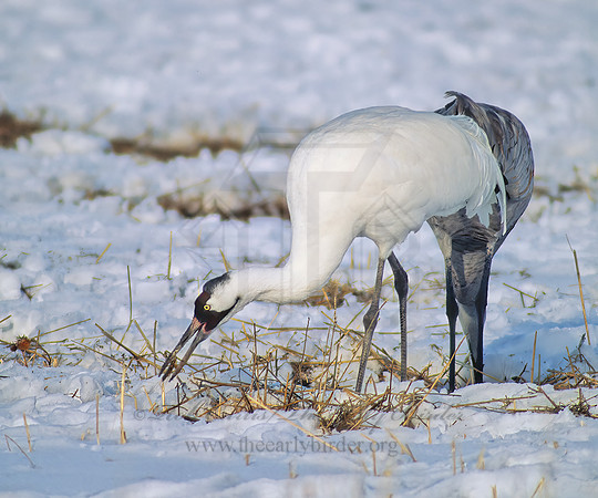 Grus americana  WHOOPING CRANE 120530z