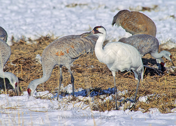 Grus americana  WHOOPING CRANE 120513z