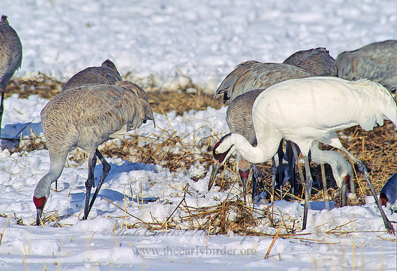 Grus americana  WHOOPING CRANE 120514z
