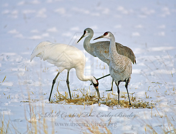 Grus americana  WHOOPING CRANE 120711z