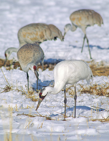 Grus americana  WHOOPING CRANE 120522z