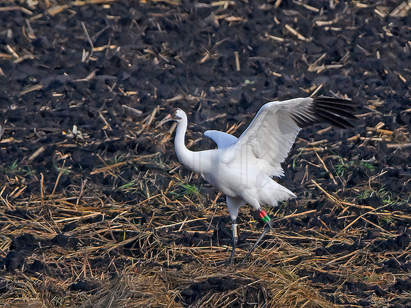 Grus americanus  WHOOPING CRANE 1300385z
