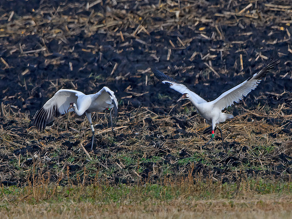 Grus americanus  WHOOPING CRANE 1300387z