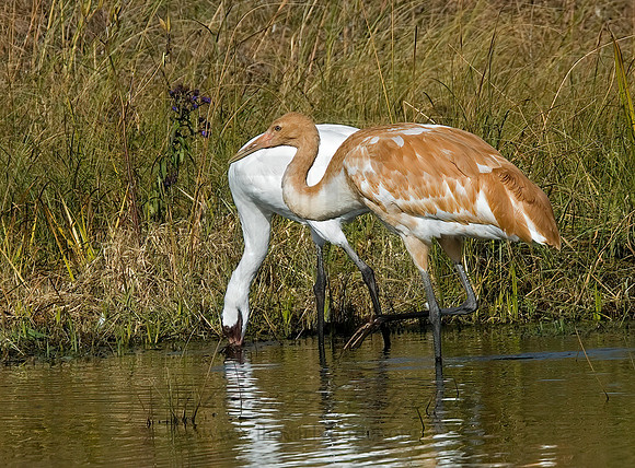 Grus americana  WHOOPING CRANE 6017487z