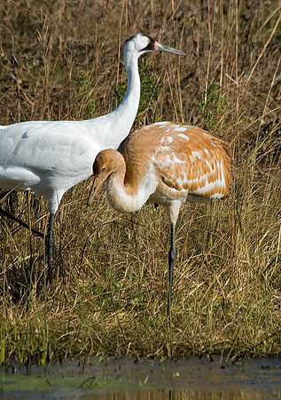 Grus americana  WHOOPING CRANE 6017413z