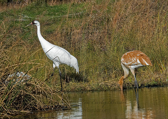 Grus americana  WHOOPING CRANE 6017488z