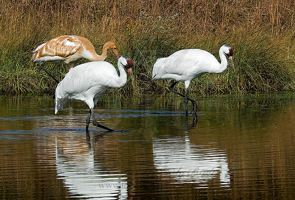 Grus americana  WHOOPING CRANE 6017490z