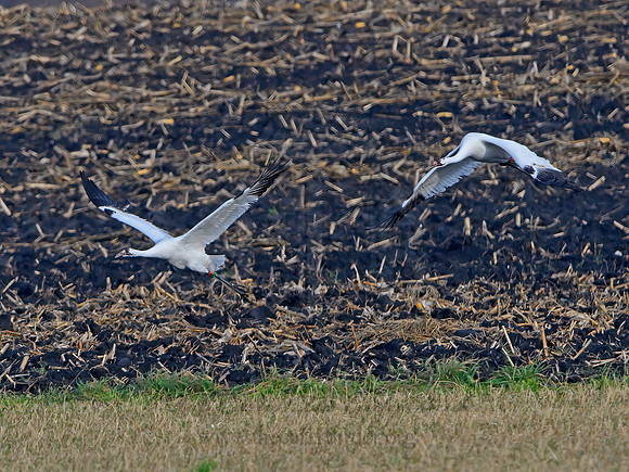 Grus americanus  WHOOPING CRANE 1300395z