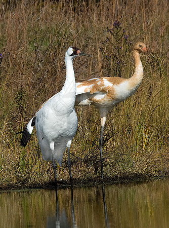 Grus americana  WHOOPING CRANE 6017496z