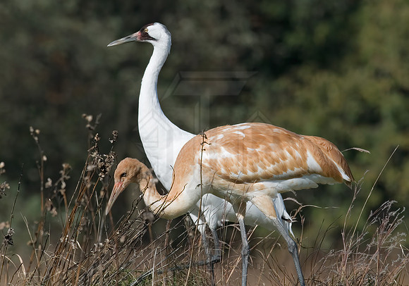 Grus americana  WHOOPING CRANE 6017517z