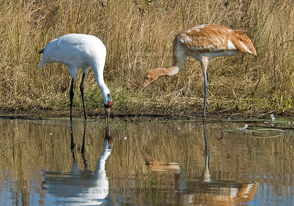 Grus americana  WHOOPING CRANE 6017555z