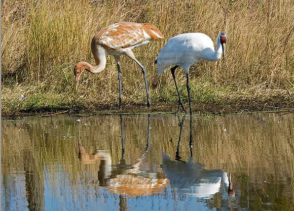 Grus americana  WHOOPING CRANE 6017557z