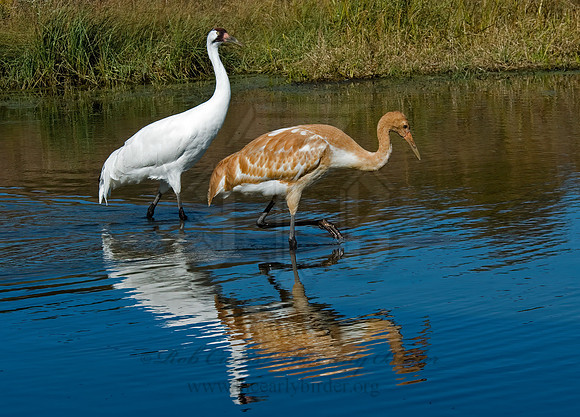 Grus americana  WHOOPING CRANE 6017579z