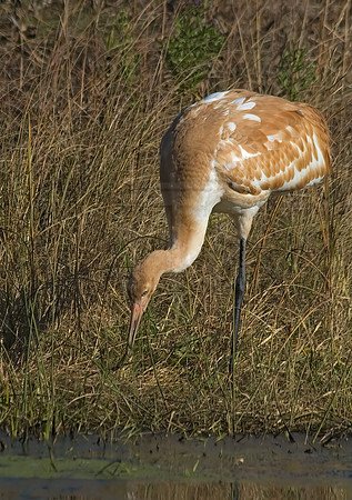 Grus americana  WHOOPING CRANE 6017409z