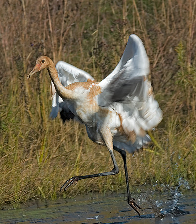 Grus americana  WHOOPING CRANE 6017421z