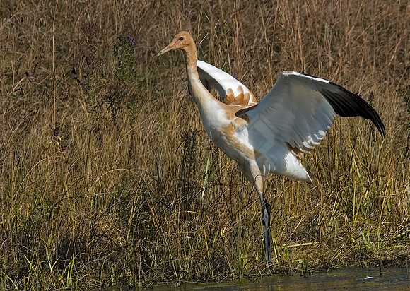 Grus americana  WHOOPING CRANE 6017417z