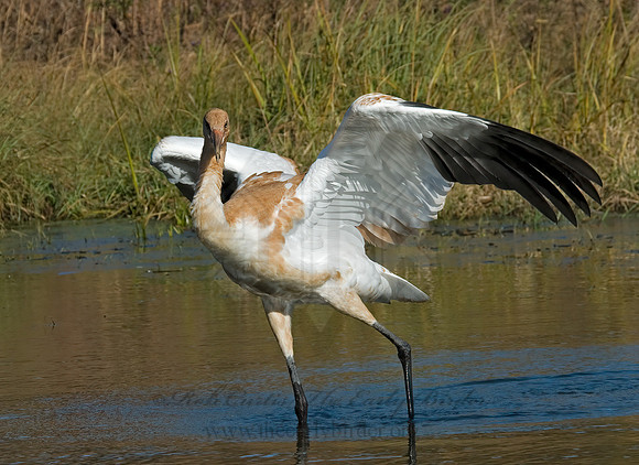 Grus americana  WHOOPING CRANE 6017424z
