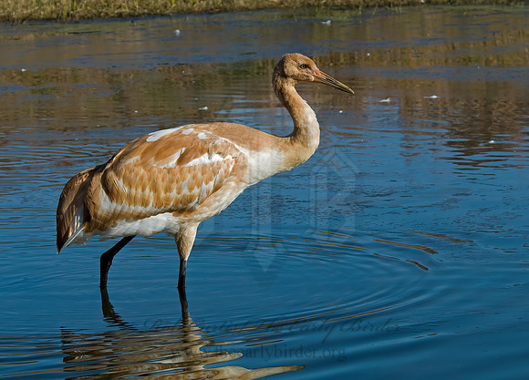 Grus americana  WHOOPING CRANE 6017428z