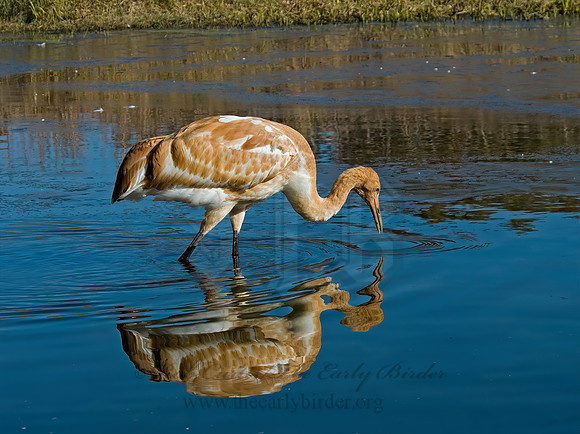 Grus americana  WHOOPING CRANE 6017432z