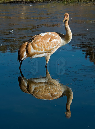 Grus americana  WHOOPING CRANE 6017437z