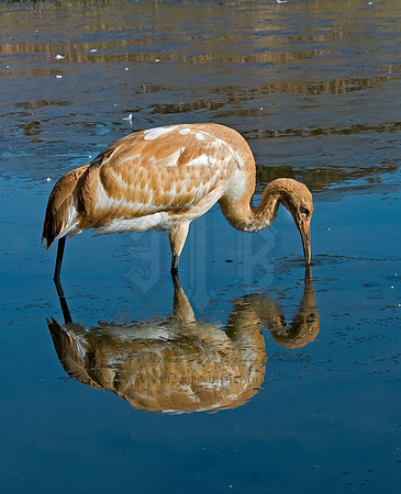 Grus americana  WHOOPING CRANE 6017438z