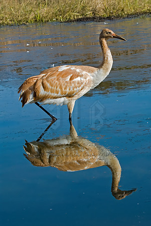 Grus americana  WHOOPING CRANE 6017441z