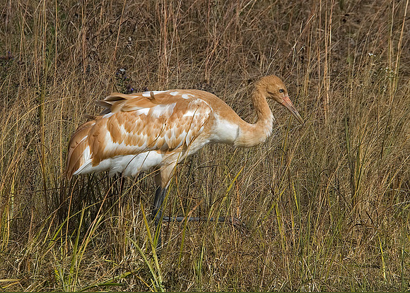 Grus americana  WHOOPING CRANE 6017469z