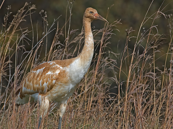 Grus americana  WHOOPING CRANE 6017466z