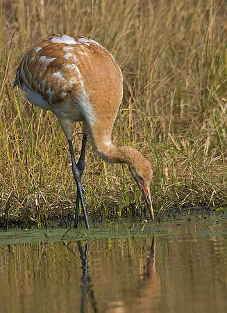 Grus americana  WHOOPING CRANE 6017470z
