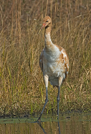 Grus americana  WHOOPING CRANE 6017472z