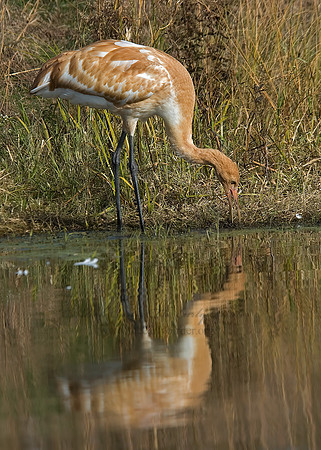 Grus americana  WHOOPING CRANE 6017477z