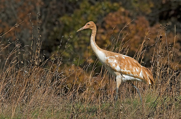 Grus americana  WHOOPING CRANE 6017483z