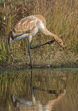 Grus americana  WHOOPING CRANE 6017478z