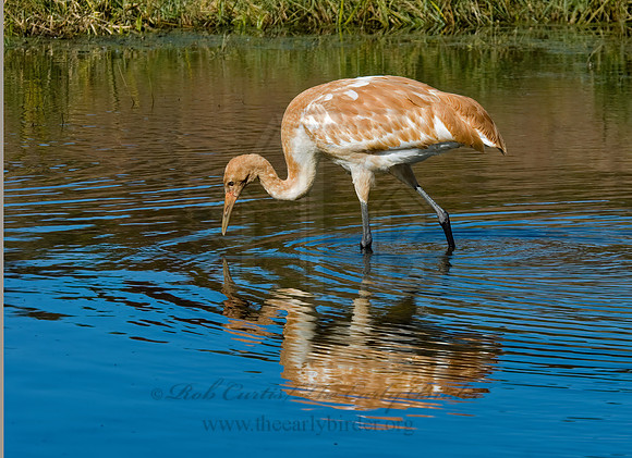 Grus americana  WHOOPING CRANE 6017577z
