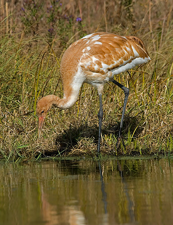 Grus americana  WHOOPING CRANE 6017484z