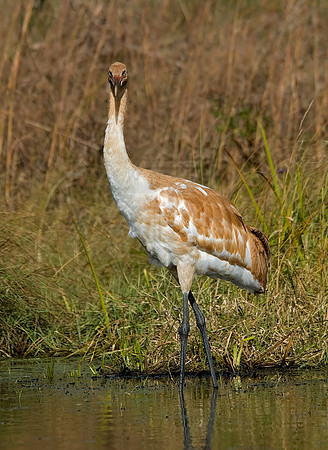 Grus americana  WHOOPING CRANE 6017486z