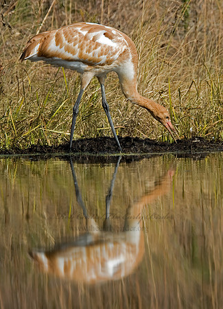 Grus americana  WHOOPING CRANE 6017502z