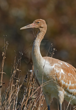 Grus americana  WHOOPING CRANE 6017512z