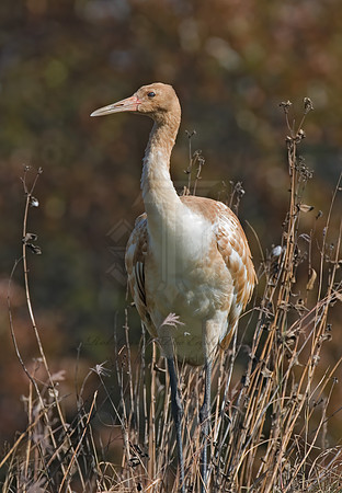 Grus americana  WHOOPING CRANE 6017514z