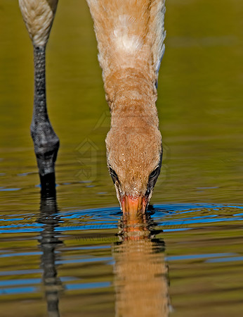 Grus americana  WHOOPING CRANE 6017534z