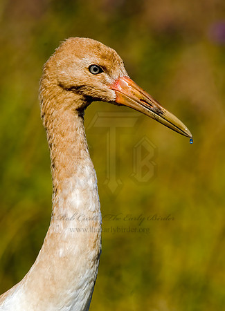 Grus americana  WHOOPING CRANE 6017536z