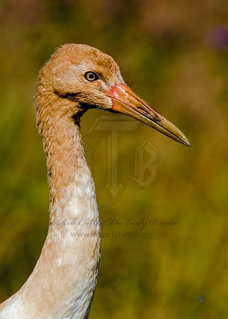 Grus americana  WHOOPING CRANE 6017537z