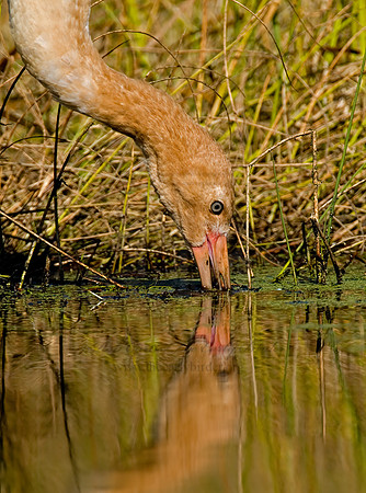 Grus americana  WHOOPING CRANE 6017544z