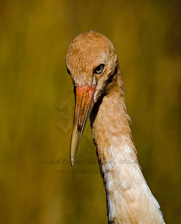 Grus americana  WHOOPING CRANE 6017545z